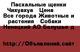 Пасхальные щенки Чихуахуа › Цена ­ 400 - Все города Животные и растения » Собаки   . Ненецкий АО,Белушье д.